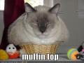 funny-pictures-fat-cat-in-basket